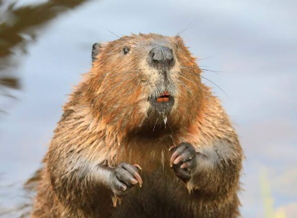 beaver travelerusa